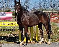 barrel-racing-thoroughbred-horse