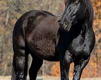 black-white-star-half-pastern-horse