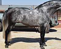 andalusian-horse