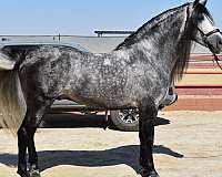 champion-bloodlines-horse