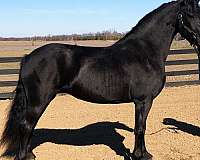 all-friesian-horse