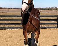 choice-clydesdale-horse