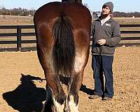 in-training-clydesdale-horse