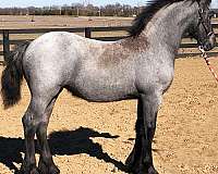 bella-gypsy-vanner-horse