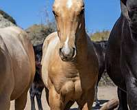 dappled-palomino-stallion