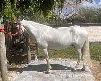 pfha-paso-fino-stallion