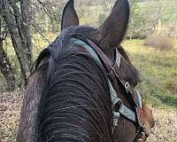trail-riding-western-riding-quarter-horse