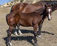blackburn-stallion
