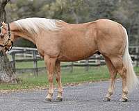 reining-quarter-horse