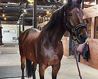 damline-dutch-warmblood-horse