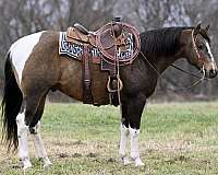 heel-paint-horse
