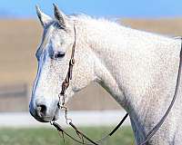 roping-quarter-horse