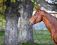 pole-quarter-horse