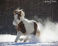 and-more-icelandic-horse