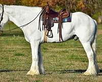 white-shire-horse