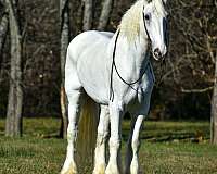 white-gelding-for-sale