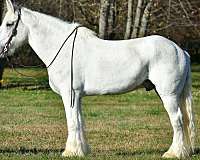 18-hand-shire-horse