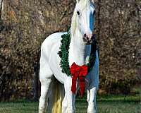 white-gelding