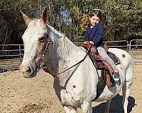 ridden-western-appaloosa-pony