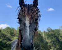 friesian-horse-for-sale