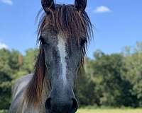 friesian-horse