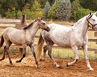 versatility-ranch-andalusian-horse