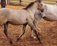 grey-leg-bars-horse