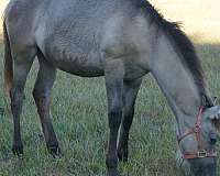 riddle-andalusian-horse
