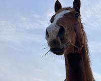 fetlock-horse