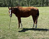 sorrel-pastern-horse