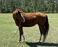 sorrel-stockings-horse