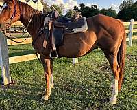 athletic-quarter-horse