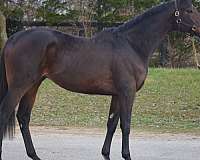 bernardini-gelding