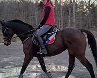 bernardini-thoroughbred-horse