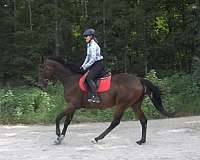 back-thoroughbred-horse