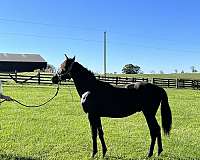 breeding-rocky-mountain-horse