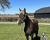 breeding-rocky-mountain-horse