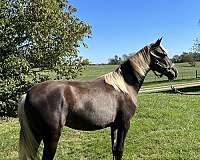 fearless-rocky-mountain-horse