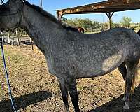 field-trial-andalusian-horse