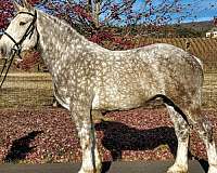 maryland-percheron-horse