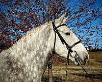 stout-percheron-horse