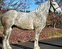 crossbred-percheron-horse
