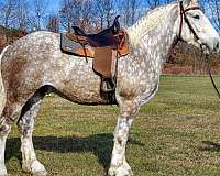 dappled-gray-horse