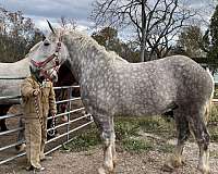 dappled-percheron-horse