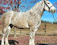 grey-dappled-gray-horse