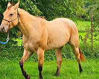 likeable-personality-paint-horse