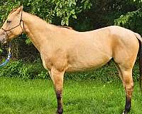 shiloh-paint-horse
