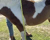 paint-miniature-horse