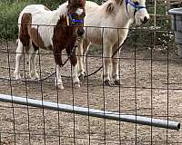 filly-miniature-horse