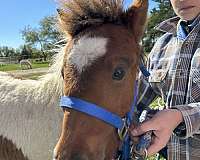 riding-miniature-horse